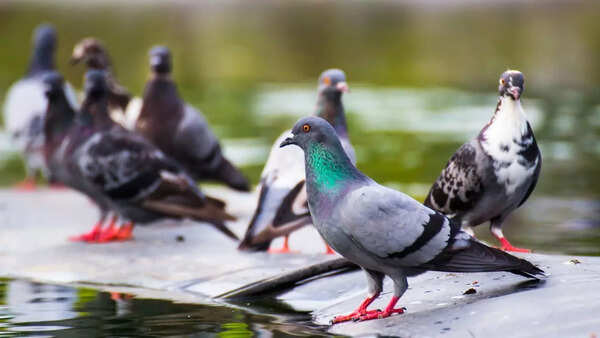 Pigeons