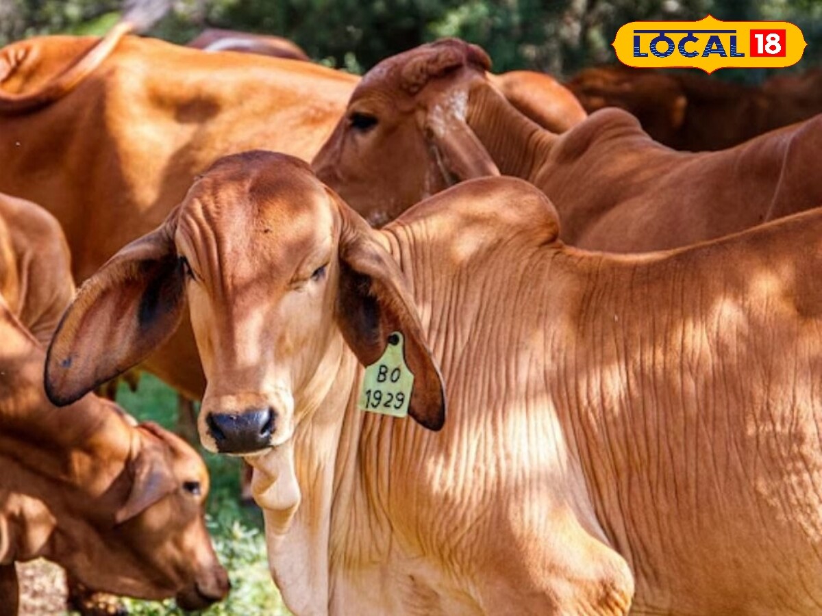 नंद बाबा दुग्ध मिशन