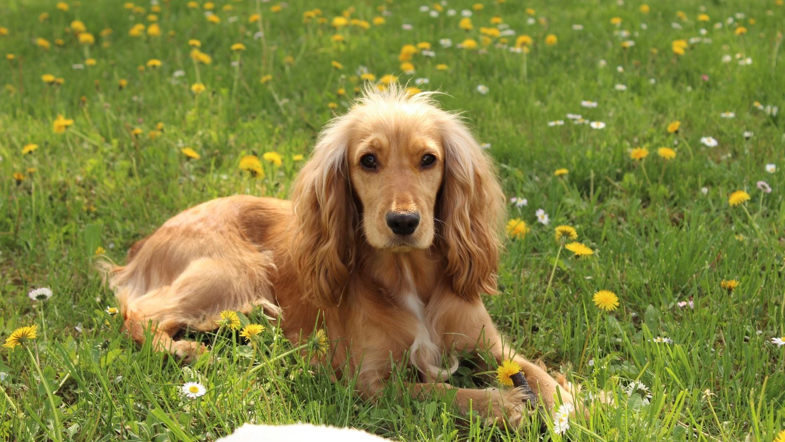 Have Kids At Home But Want A Dog? These Are the Best Family-Friendly Breeds