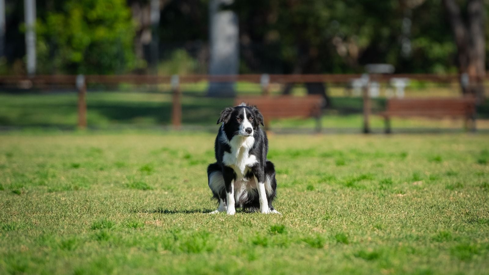 Have Kids At Home But Want A Dog? These Are the Best Family-Friendly Breeds